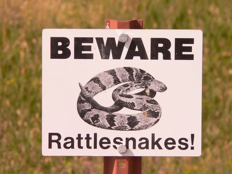 Beware, Rattlesnakes !