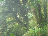 Parc de Monteverde