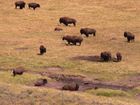 Troupeau de bisons