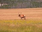 Cerf (Elk)